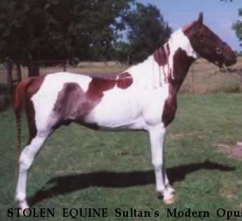 STOLEN EQUINE Sultan`s Modern Opus, aka Opie Near San Antonio, TX, 78223